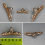 Свежайший Polyacrodus Свежайший Polyacrodus