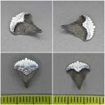 Желанный Ctenoptychius