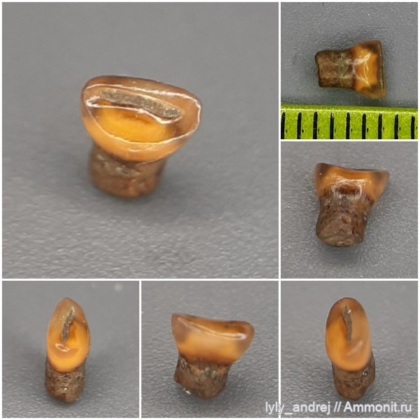 сеноман, Pycnodus, зубы рыб, костные рыбы, Pycnodontiformes