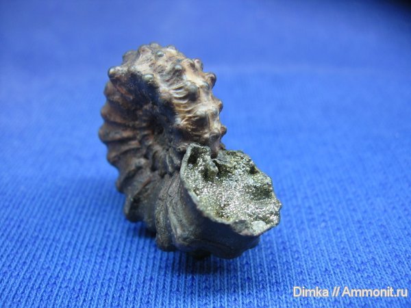аммониты, Kosmoceras, Рязанская область, Ammonites