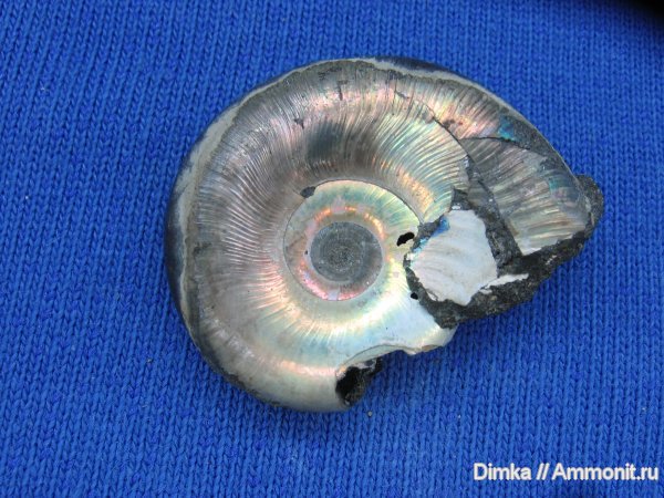 аммониты, Kachpurites, Ярославская область, Kachpurites fulgens, Ammonites, Volgian