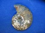 Kosmoceras, Михайлов, ср. келловей Kosmoceras, Михайлов, ср. келловей