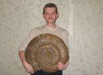 Dorsoplanites, Ярославская обл. ср. подъярус волжского яруса
