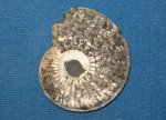 Amoeboceras serratum, верхний оксфорд