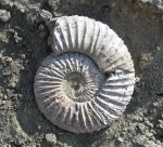 Virgatites virgatus