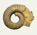 Peltoceras