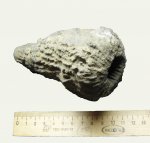 губка Sphenaulax argillaceus