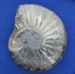 Virgatites gerassimovi Virgatites gerassimovi