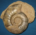 аммонит из группы Indosphinctes