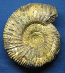 Epivirgatites lahuseni