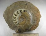 раковина Indosphinctes замещенная кальцитом