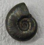 Аммонит из группы peresphinctes