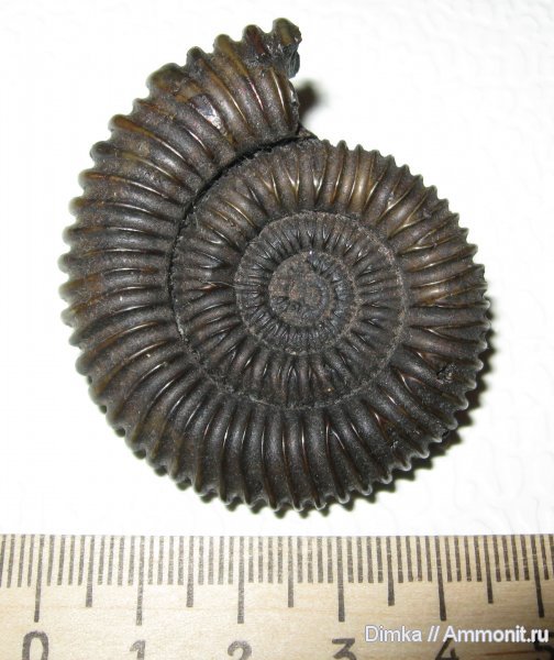 аммониты, Бронницы, келловей, Peltoceras, Ammonites, Peltoceratinae, Aspidoceratidae, Callovian, Middle Jurassic