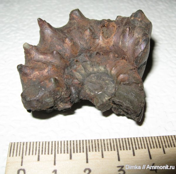 Euaspidoceras, Никитино, нижний оксфорд, Euaspidoceras perarmatum, Aspidoceratidae, Lower Oxfordian