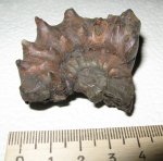 Euaspidoceras perarmatum