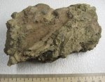Кусок окаменевшей древесины со следами сверлений