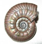 Hecticoceras pseudopunctatum