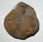 Медуза Palaeosemaeostoma riasanense