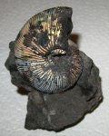 Virgatites gerassimovi