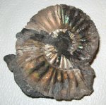 Virgatites gerassimovi Virgatites gerassimovi