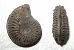 Amoeboceras Amoeboceras