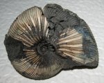 Virgatites gerassimovi Virgatites gerassimovi
