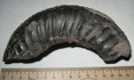 Dorsoplanites serus