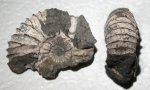 Michalskia miatschkoviensis?