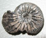 Virgatites pallaianus