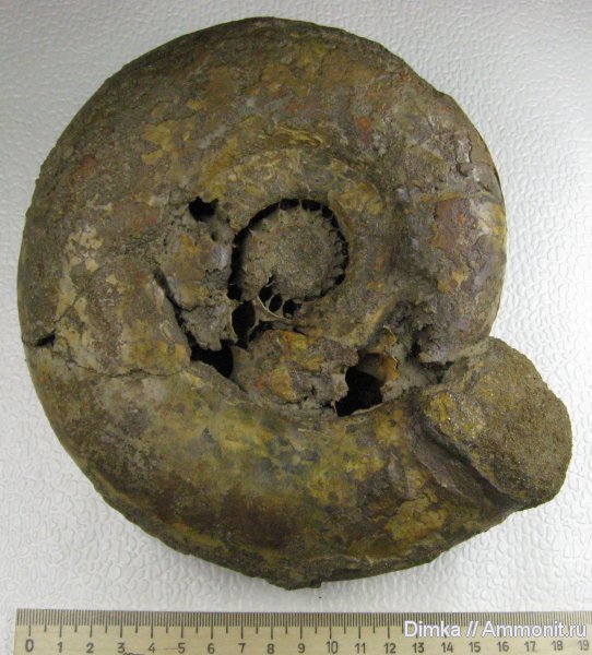 аммониты, Laugeites, Мостово-Василево, Laugeites stschurowskii, зона Epivirgatites nikitini, Ammonites