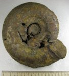 Laugeites stschurowskii