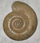 Indosphinctes mutatus