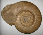 Indosphinctes mutatus