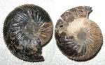 Polyptychites Middendorffi