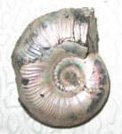 Cardioceras tenuicostatum