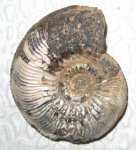 Cardioceras tenuicostatum