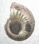 Cardioceras tenuicostatum