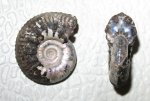 Cardioceras