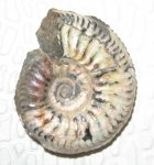 Cardioceras