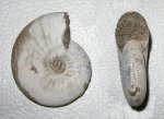 Sigaloceras enodatum