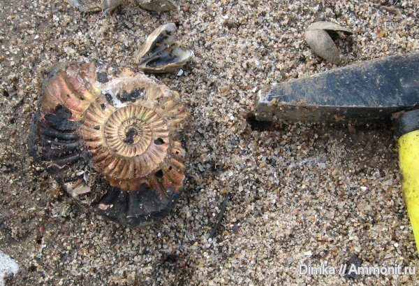 аммониты, кимеридж, Rasenia, Ammonites, Kimmeridgian, Upper Jurassic