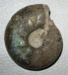 Craspedites parakaschpuricus