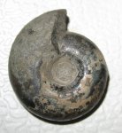 Craspedites kachpuricus