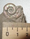 Hecticoceras