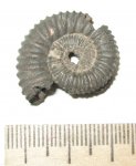 Peltoceras