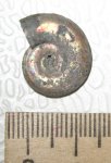 Hecticoceras