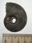 Hecticoceras lunula