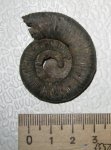Binatisphinctes