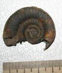 Binatisphinctes