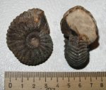 Pavloviceras